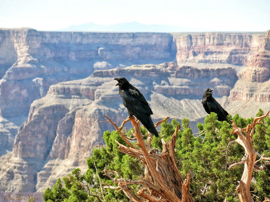 Grand_canyon-23