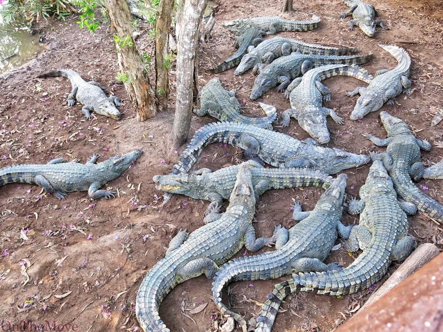 Крокодиловая ферма, вьетнам, vietnam, aligators